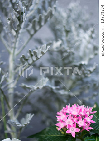 Pentas和白色菊花 Pentas和白色菊花 13538834