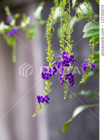 Duranta 13538835