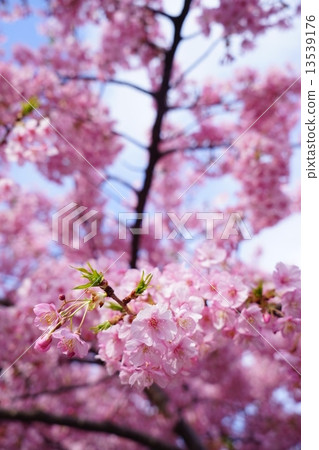 Miura's Kawazu cherry tree 13539176