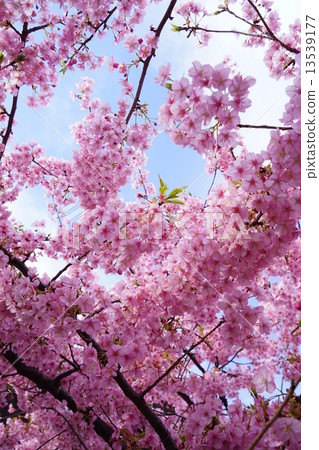 Miura's Kawazu cherry tree 13539177