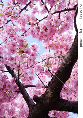 Miura's Kawazu cherry tree 13539178