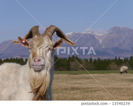 Goat in the ranch 13540239
