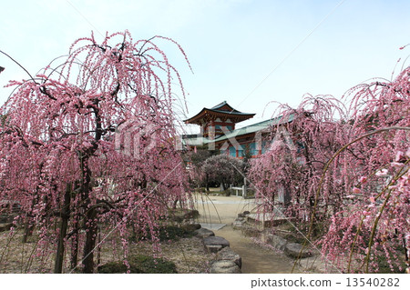 Hofuten Tenmangu神社和垂枝梅 13540282