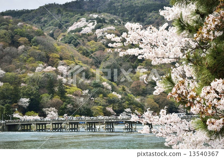 Sakura Spring Arashiyama 13540367