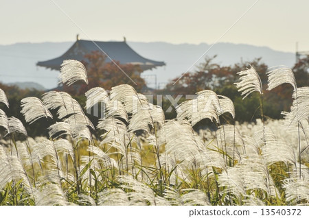 Suzuki and Suzaku gate 13540372