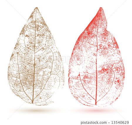 Vector leaf isolated. Transparent style. 13540629