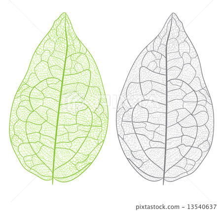 Vector leaf isolated. 13540637