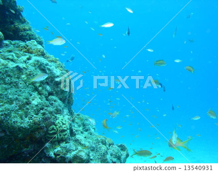 熱帶魚 熱帶魚 13540931