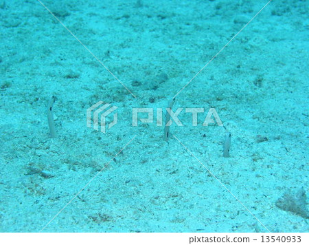 Garden eel Garden eel 13540933