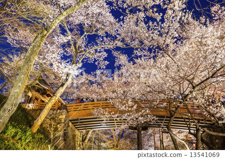 Takato Castle Ruins Park Sakuraun Bridge and cherry blossoms light up 13541069