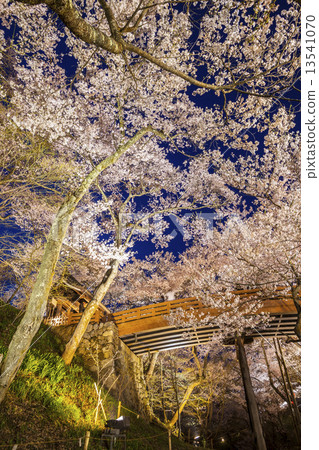 高田城遺址公園Sakuraun橋和櫻花點亮 13541070