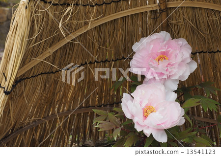 A cold peony 13541123