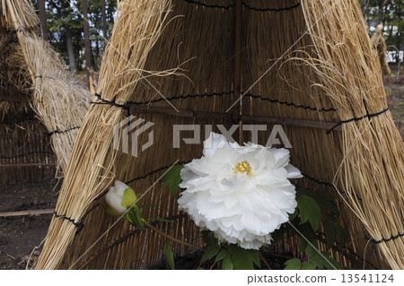 冷牡丹 冷牡丹 13541124