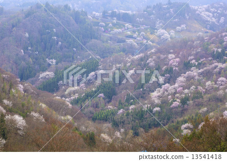 羅鎮櫻花千住山櫻桃樹 13541418