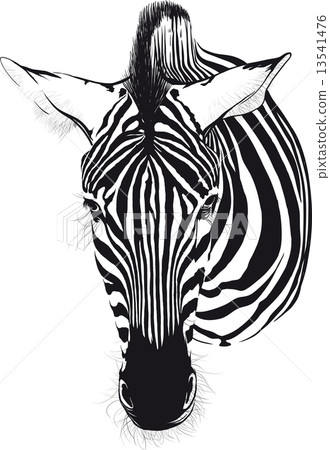 Zebra Zebra 13541476