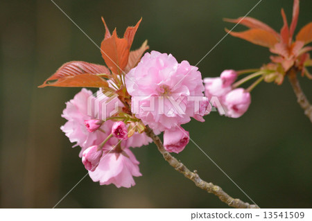雙櫻花 雙櫻花 13541509