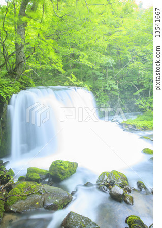 Choshi Otaki of early summer 13541667