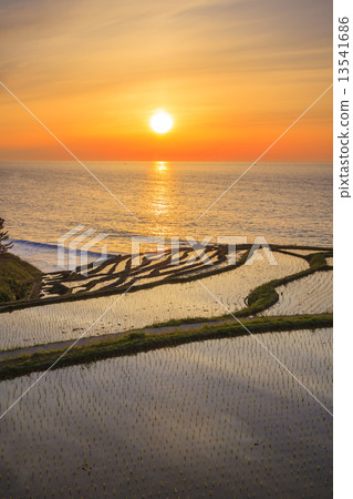 Sunset of White rice Senjita 13541686