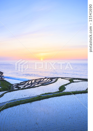 Sunset of White rice Senjita 13541690