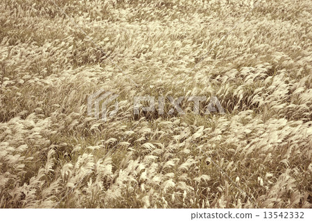 Sengokuhara Susuki prairie 13542332