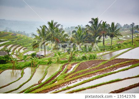 Jatiluwih rice terrace on a rainy day 13542376