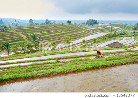 Jatiluwih rice terrace on a rainy day 13542377