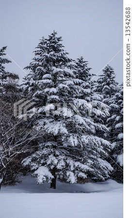 雪和樹木 雪和樹木 13542688