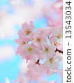 櫻花 13543034