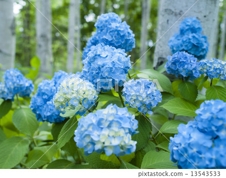 hydrangea hydrangea 13543533