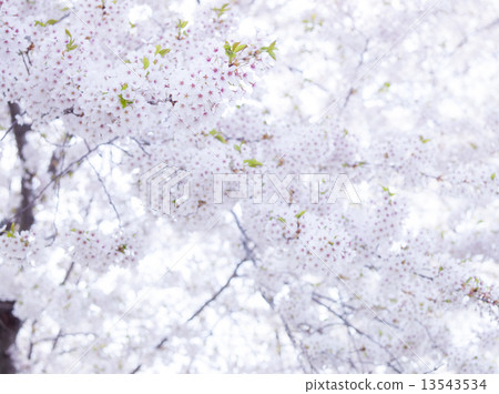 Yoshino cherry tree Yoshino cherry tree 13543534