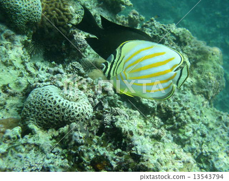 Hanagro butterfly 13543794