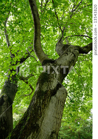 A big tree of azuki bean 13543820