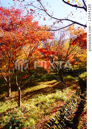 大竹谷秋葉 大竹谷秋葉 13544189