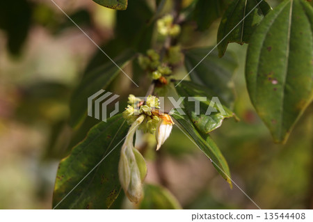 Flowers of Tenderaiuyaku 13544408