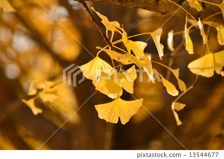 Gingko leaves Gingko leaves 13544677