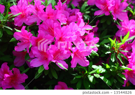 Omurasaki Azalea Flower 13544826