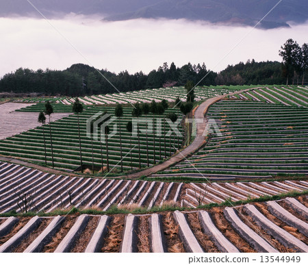 Vat pattern 13544949