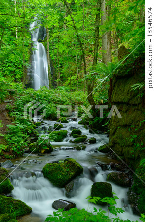 Yunii青森新鮮的綠色瀑布Oirase小河 13546574
