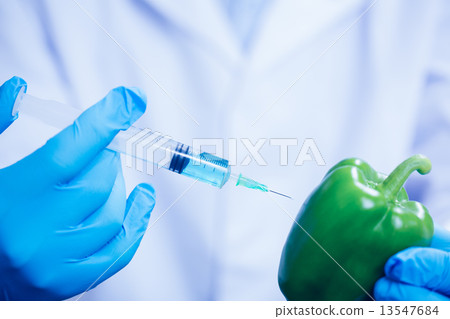 Food scientist injecting a pepper Food scientist injecting a pepper 13547684