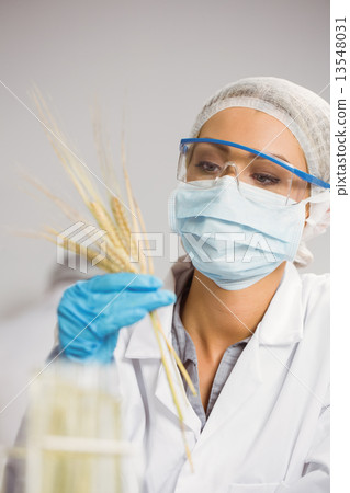 Food scientist looking at wheat 13548031