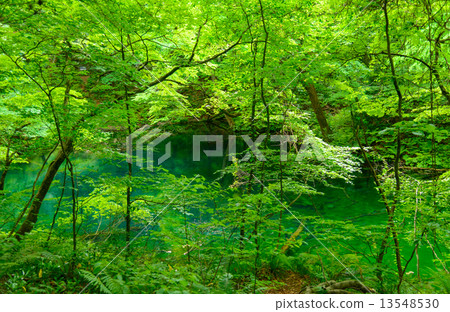 Shirakami Sancho Zodi Lake of Aomori fresh green 13548530