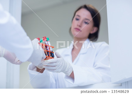 Biologist giving blood sample to his colleague 13548629