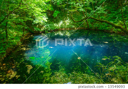 Shirakami mountain area of Aomori fresh green Zuiko Aoi 13549093