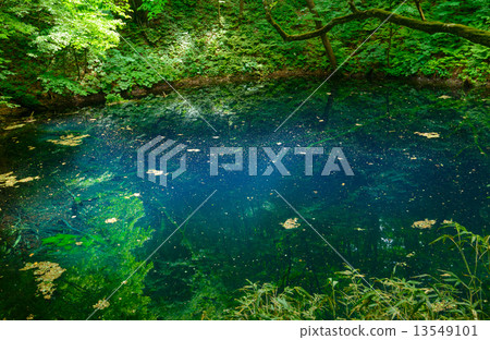 Shirakami mountain area of Aomori fresh green Zuiko Aoi 13549101