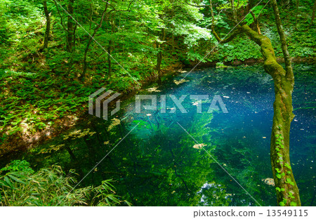 Shirakami mountain area of Aomori fresh green Zuiko Aoi 13549115