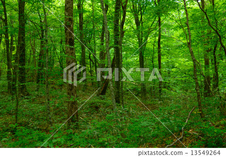 青森新鮮綠色的白神山 13549264