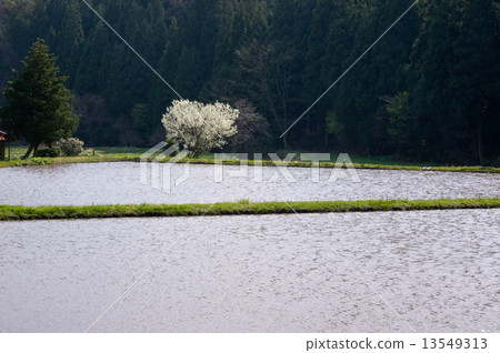 水稻種植伊南鎮的稻田一覽 13549313