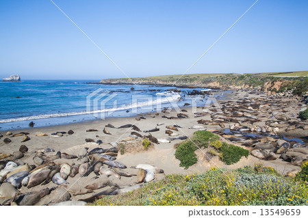 sea lions in california coastline 13549659