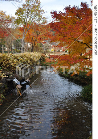 Autumn leaves of small village contact villas 13549696