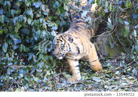 老虎的寶貝 老虎的寶貝 13549722